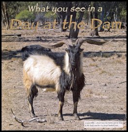 What you see in a Day at the Dam - page 30 Issue 73 (click the pic for an enlarged view)